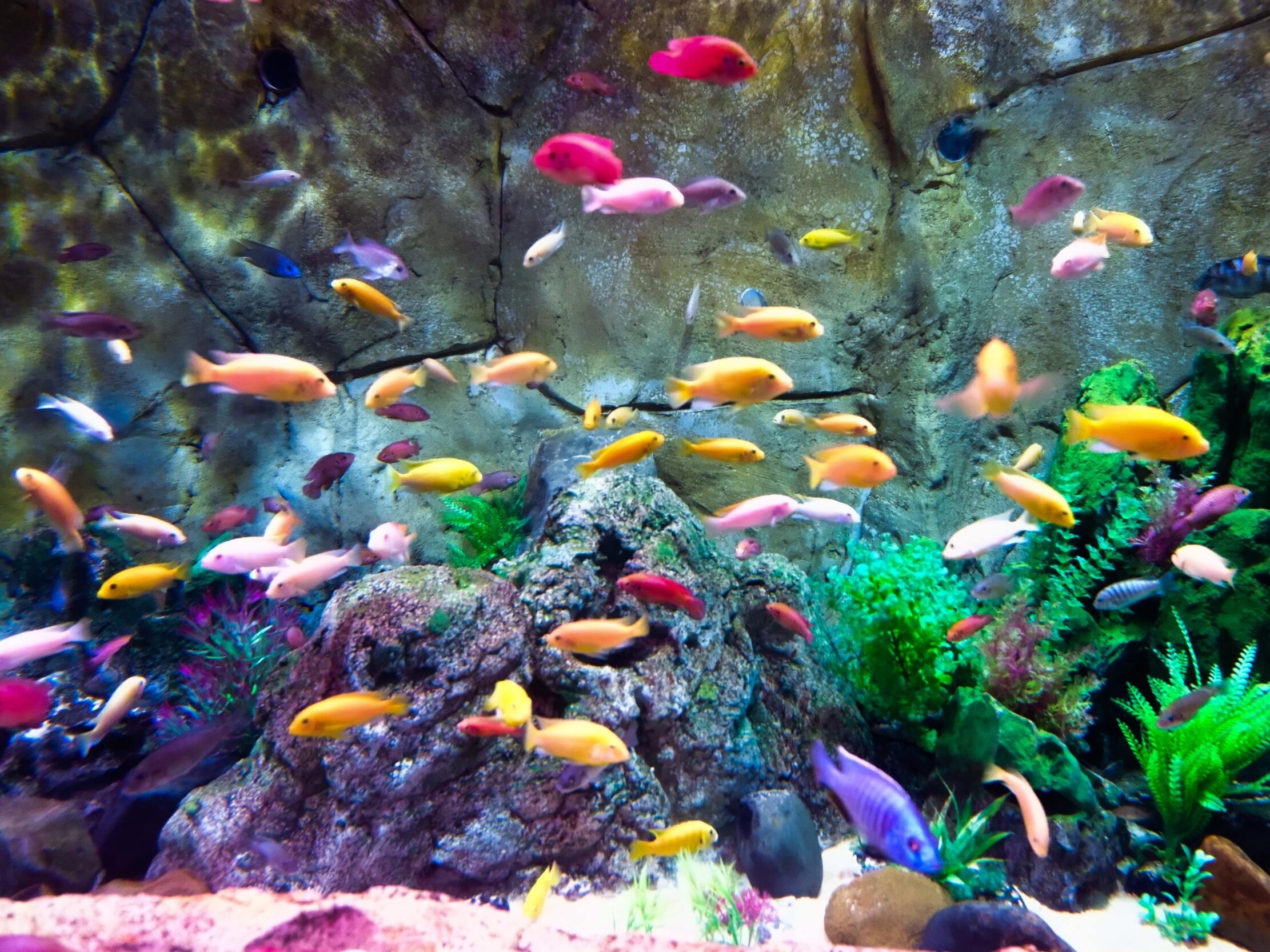 Shedd Aquarium